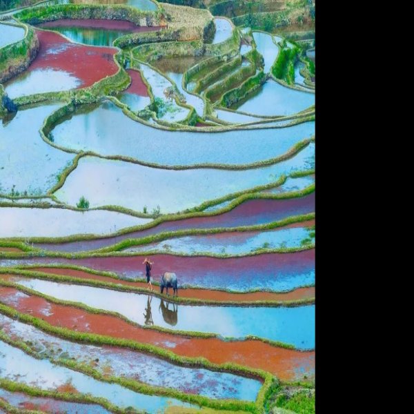 红河元阳梯田 - 图片2
