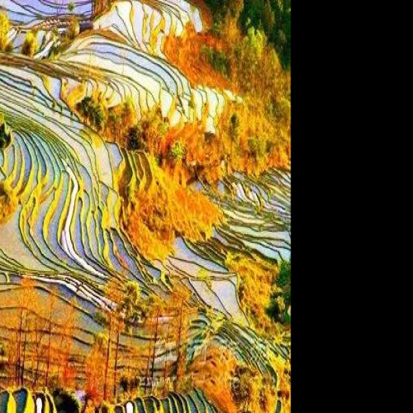 红河元阳梯田 - 图片5