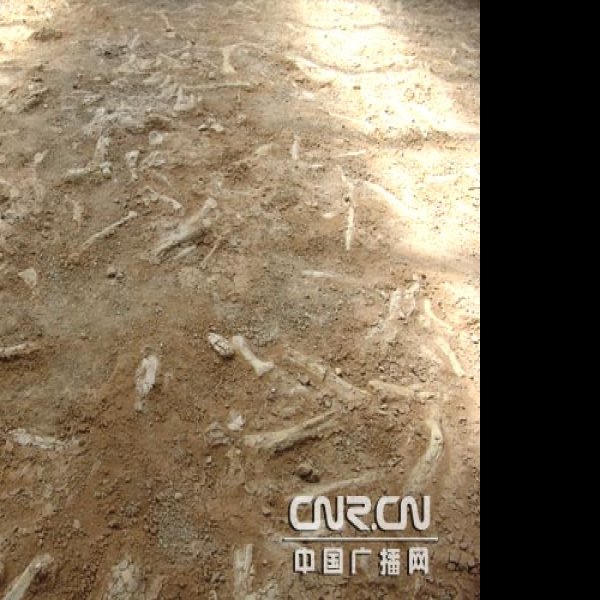 楚雄恐龙化石遗址 - 图片1