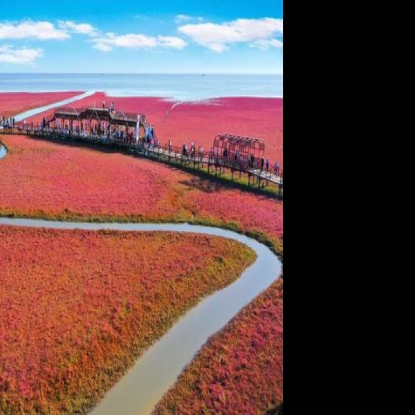盘锦红海滩 - 图片2