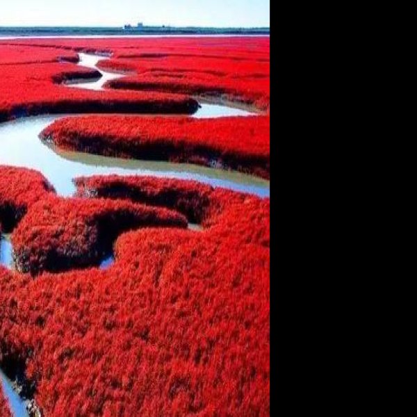 盘锦红海滩 - 图片4