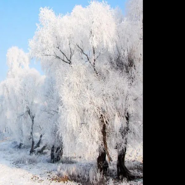 吉林雾凇 - 图片9