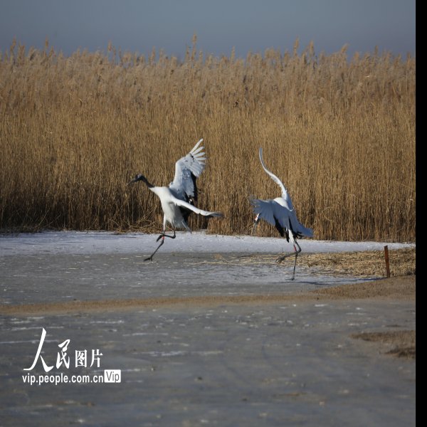 齐齐哈尔扎龙自然保护区 - 图片2