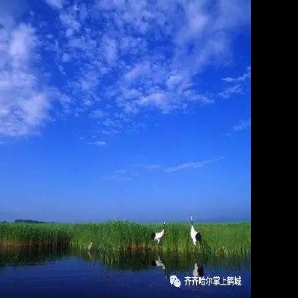 齐齐哈尔扎龙自然保护区 - 图片5