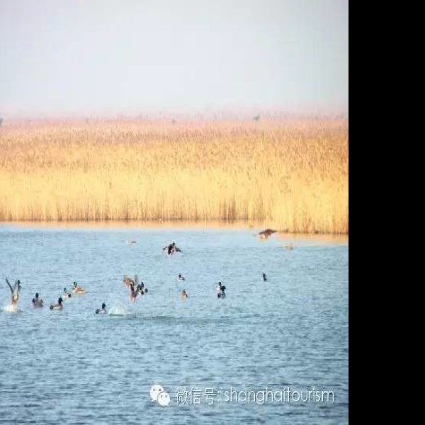 崇明东滩湿地 - 图片2