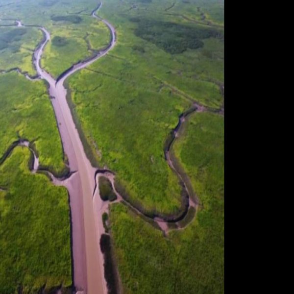 崇明东滩湿地 - 图片4