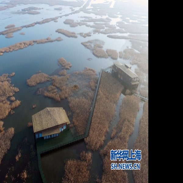 崇明东滩湿地 - 图片6