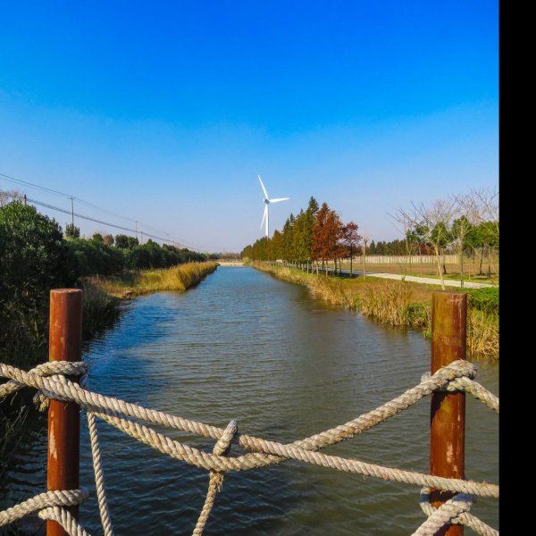 崇明东滩湿地 - 图片7
