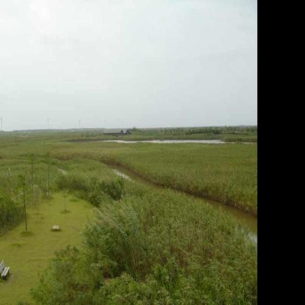 崇明东滩湿地 - 图片8