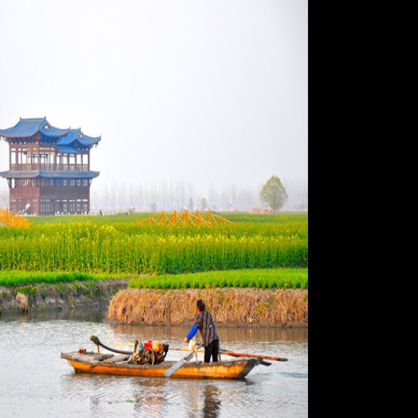 泰州溱湖国家湿地公园 - 图片5