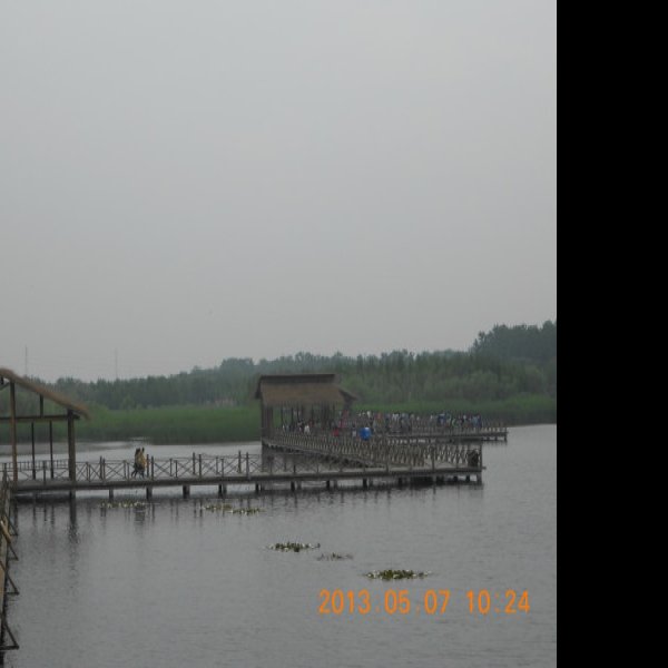 泰州溱湖国家湿地公园 - 图片8