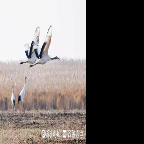 盐城丹顶鹤自然保护区 - 图片5
