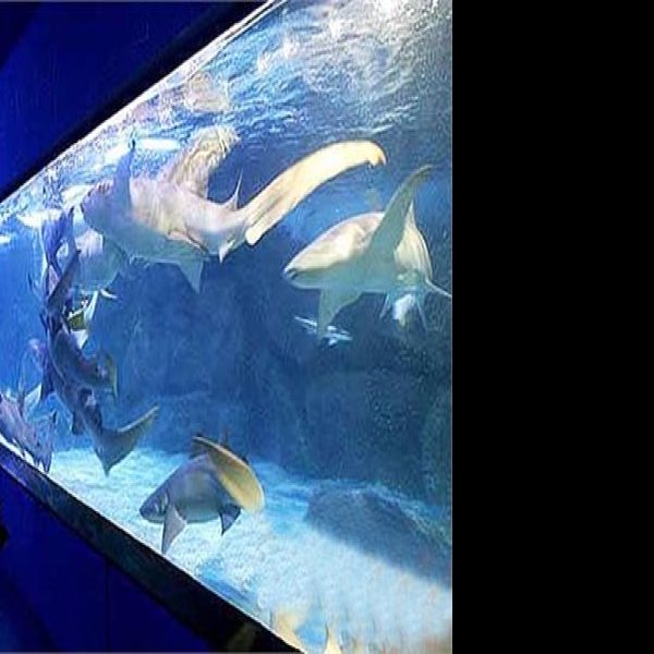 烟台蓬莱海洋极地世界 - 图片9