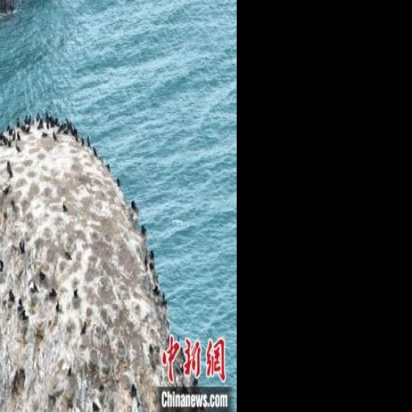 海南州青海湖鸟岛 - 图片1
