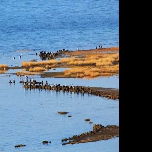 海南州青海湖鸟岛 - 图片9