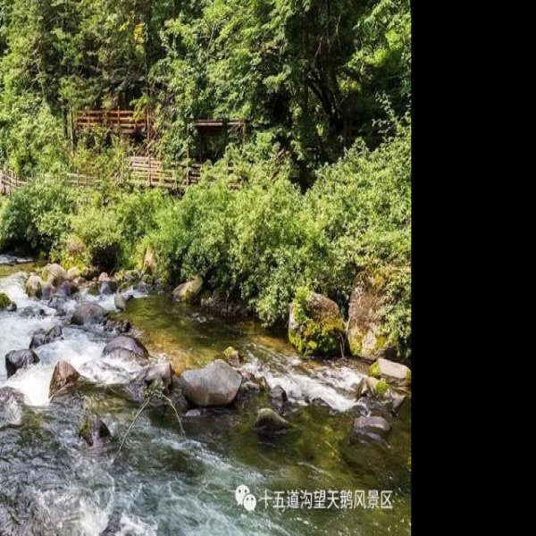 白山望天鹅风景区 - 图片7
