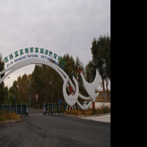 白城莫莫格自然保护区 - 图片2