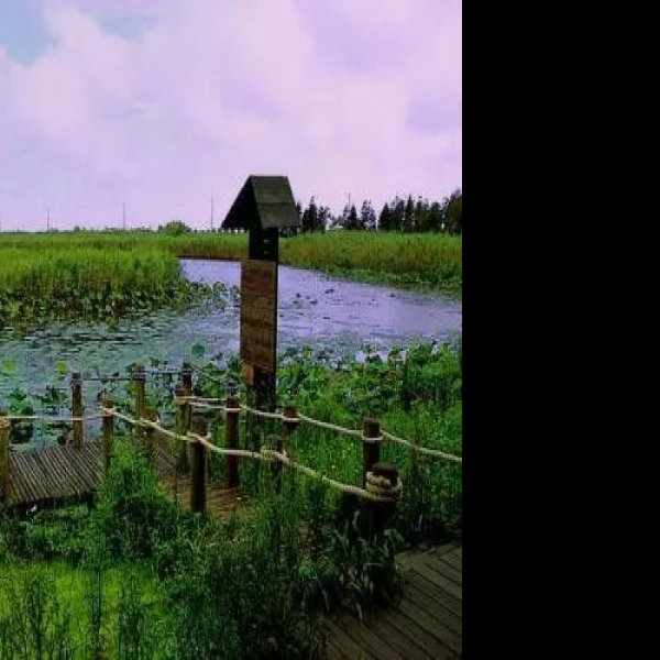 上海崇明东滩湿地公园 - 图片1