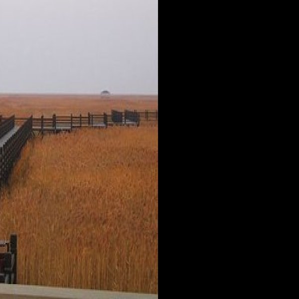 上海崇明东滩湿地公园 - 图片10