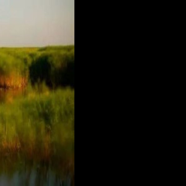 上海崇明东滩湿地公园 - 图片2