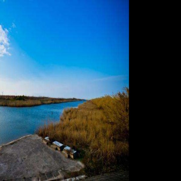 上海崇明东滩湿地公园 - 图片3
