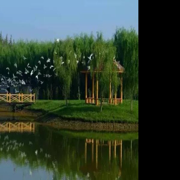 上海崇明东滩湿地公园 - 图片9