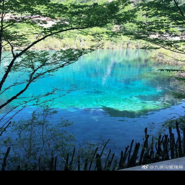 九寨沟五花海 - 图片5