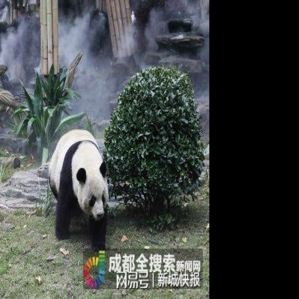 成都熊猫基地 - 图片1