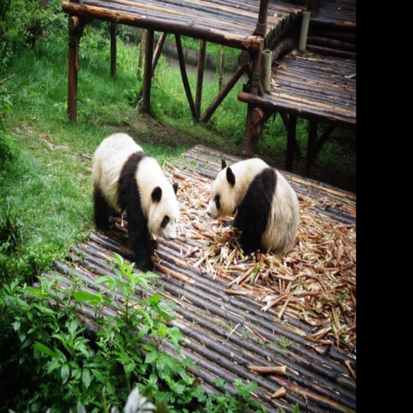 成都熊猫基地 - 图片10