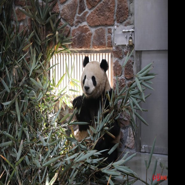 成都熊猫基地 - 图片3