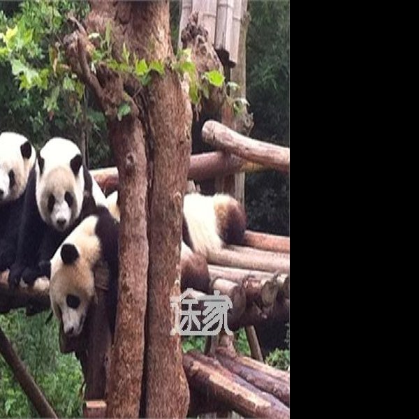 成都熊猫基地 - 图片4