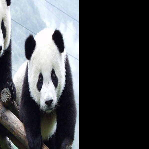 成都熊猫基地 - 图片7