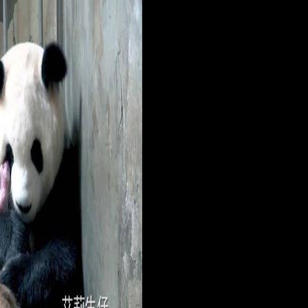 成都熊猫基地 - 图片9