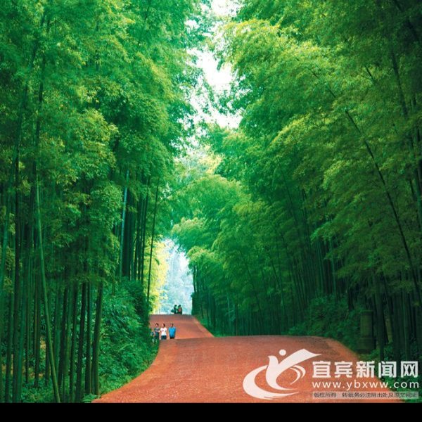 宜宾蜀南竹海翡翠长廊 - 图片2