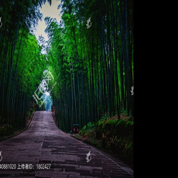 宜宾蜀南竹海翡翠长廊 - 图片5