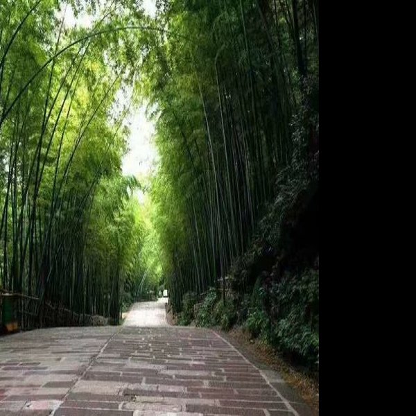 宜宾蜀南竹海翡翠长廊 - 图片6