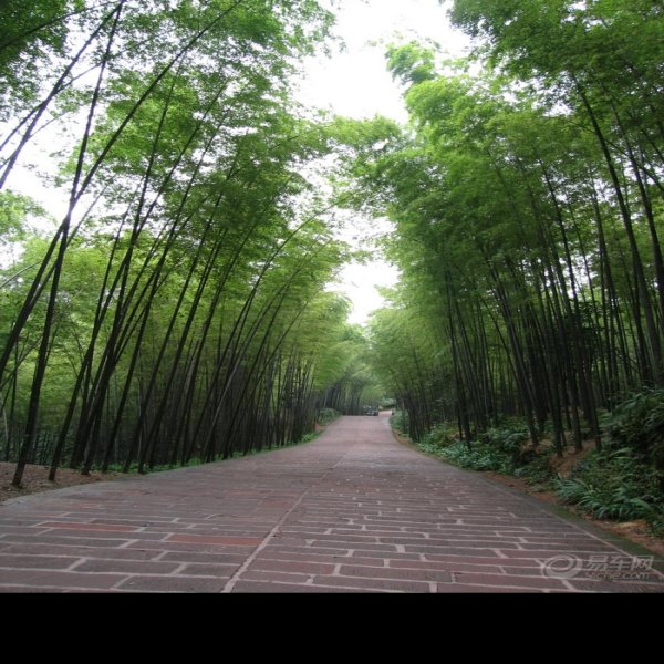 宜宾蜀南竹海翡翠长廊 - 图片9