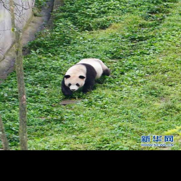 雅安碧峰峡熊猫基地 - 图片2