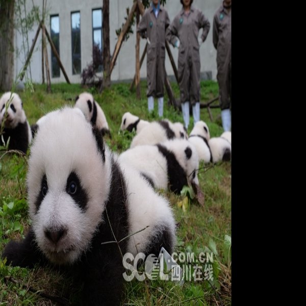 雅安碧峰峡熊猫基地 - 图片5