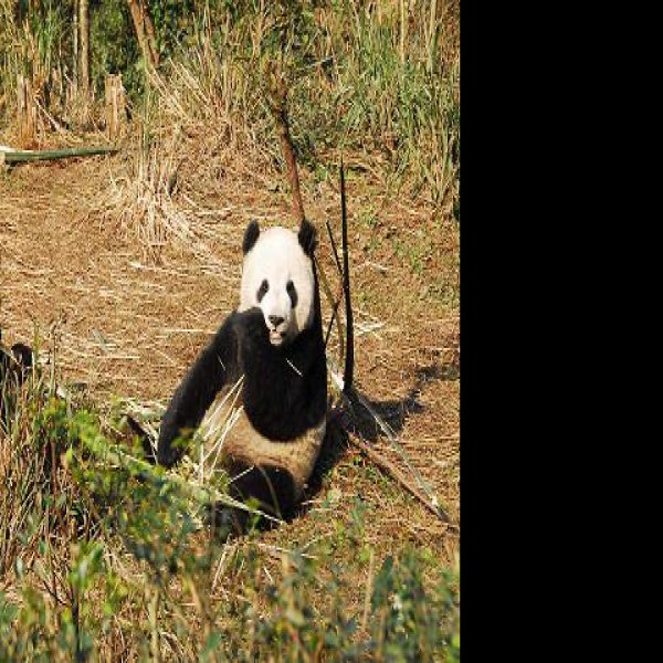 雅安碧峰峡熊猫基地 - 图片6