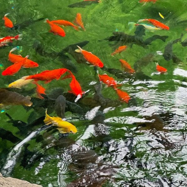 济南趵突泉 - 图片6