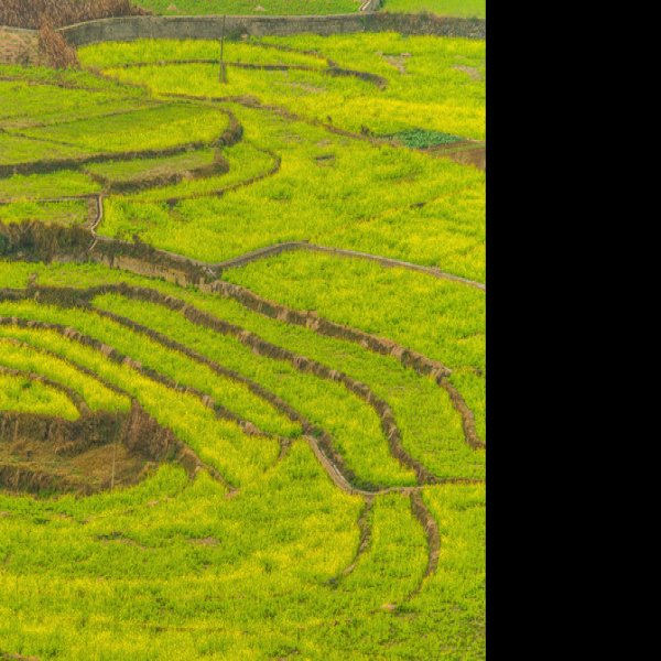 黔西南万峰林八卦田 - 图片2