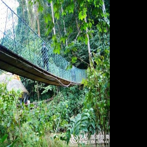 西双版纳原始森林公园 - 图片10