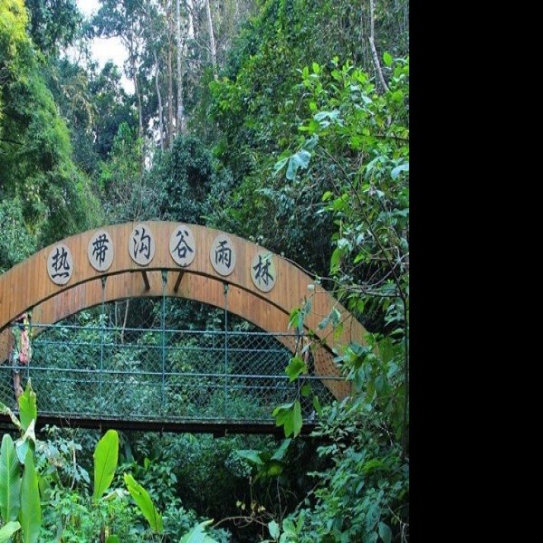西双版纳原始森林公园 - 图片6