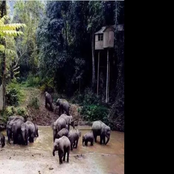 西双版纳原始森林公园 - 图片7