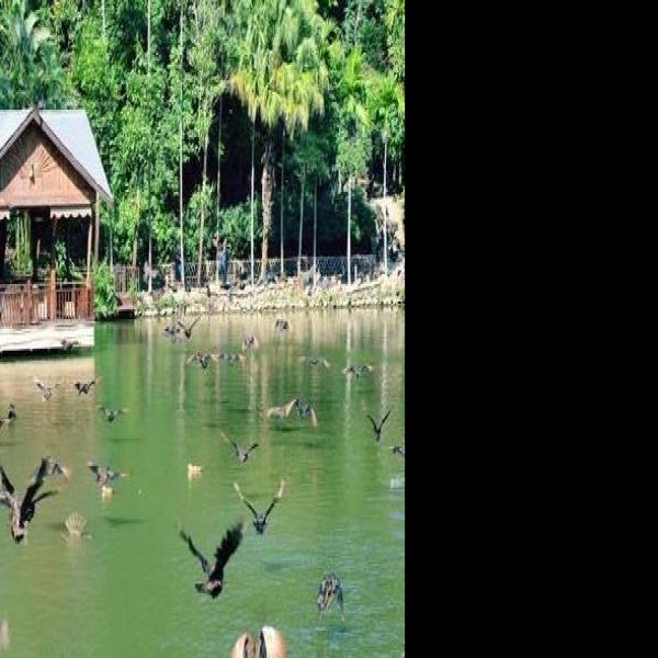 西双版纳原始森林公园 - 图片9