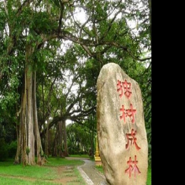 瑞丽独树成林 - 图片4