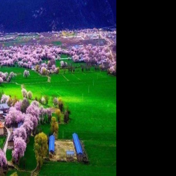 林芝波密桃花沟 - 图片1