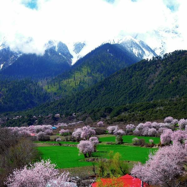 林芝波密桃花沟 - 图片10