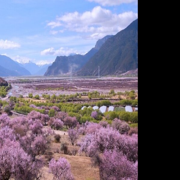 林芝波密桃花沟 - 图片2